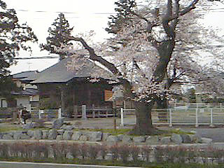 sakura.jpg